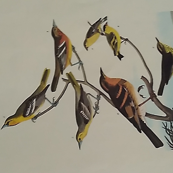 Bird print from the milwaukee public library. - Picture 7 of 8